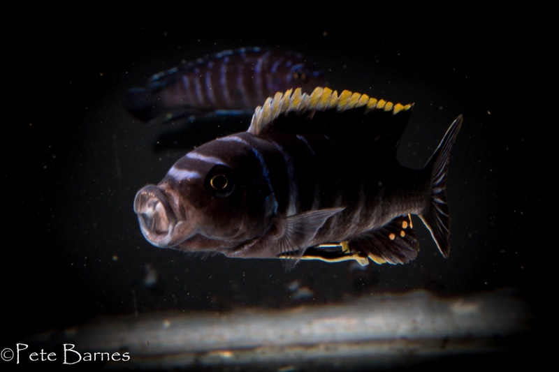 Cynotilapia zebroides 'Ndonga (South)'